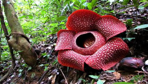 New Species of Rafflesia Discovered in Indonesia | Biology | Sci-News.com