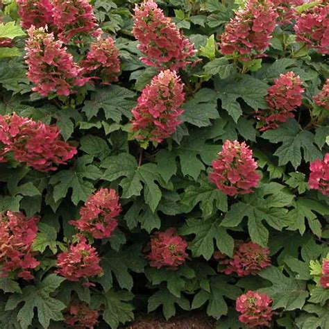 Ruby Slippers Hydrangea: The Petite Versatile Shrub That Will Add Color ...