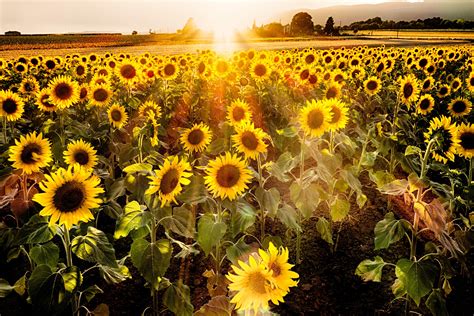 Original Photo Sunflower Field at Sunset Provence France | Etsy