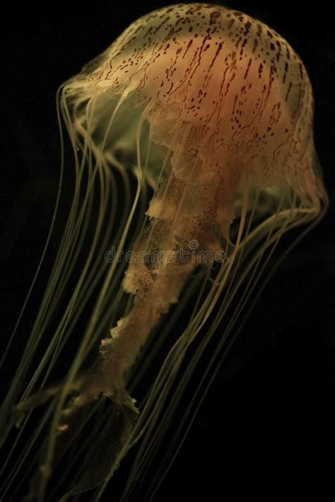 Sea Nettle Jellyfish - Chrysaora Stock Image - Image of nettle ...