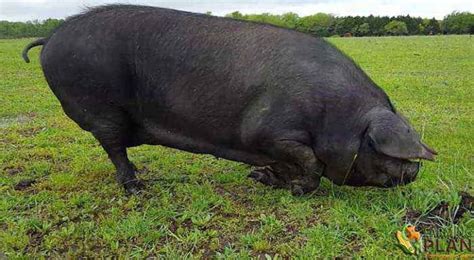 Large Black Pig: Different Breeds Of Swine - Farming Plan