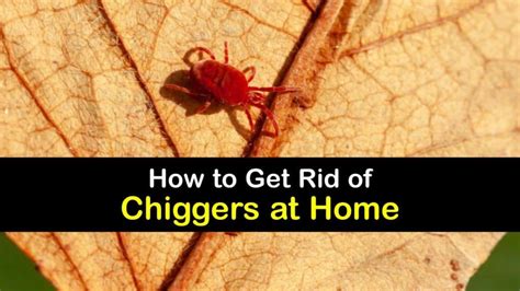 How to Get Rid of Chiggers at Home