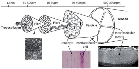 Structure and function of human triceps surae muscle and tendon in ...