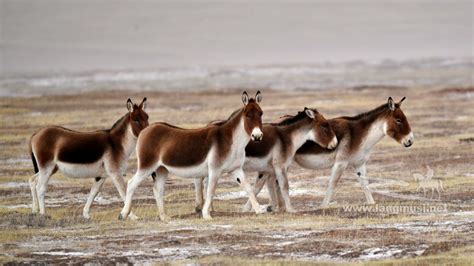 Tibetan wild donkey Kiang. Gesangmar - Wild Animals on the Tibetan ...