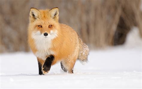 🔥 [50+] Snow Fox Wallpapers | WallpaperSafari