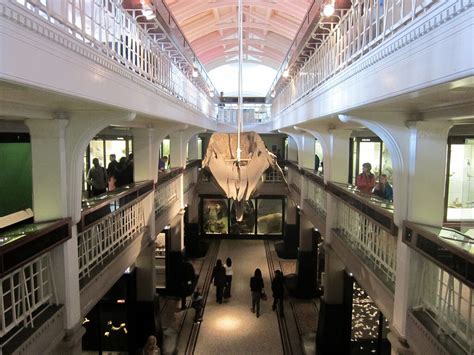 Manchester Museum – Manchester, England - Atlas Obscura