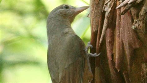 "The birds and the bees": Meaning and origin of the phrase | Live Science