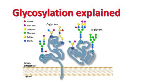 Glycobiology | Glycosylation of proteins | Factors affecting ...