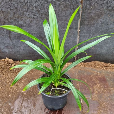 1 happy Pandan plant- Pandanus Amaryllifolius