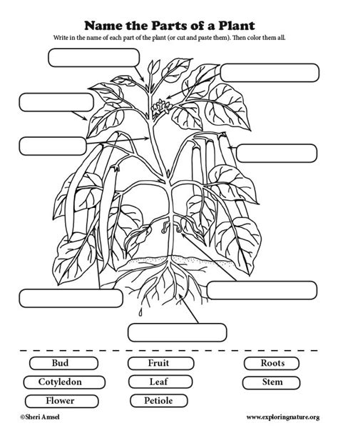 Label the Parts of the Plant