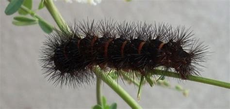 Black Fuzzy Caterpillar | Owlcation