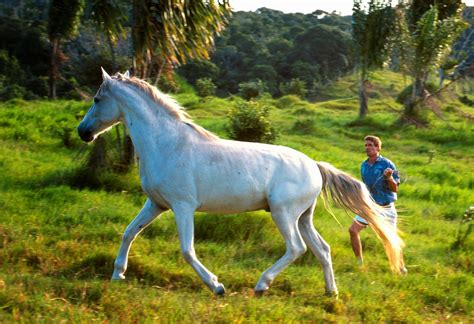 Hollywood Today: Beautiful White Horse of Gandalf from “Lord Of The ...