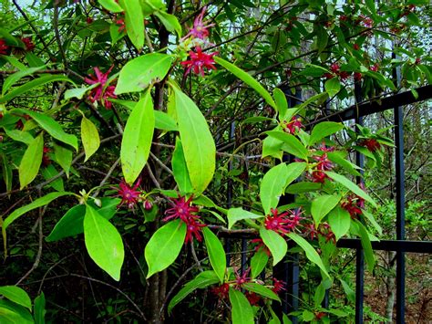 Plant Native: Florida Anise: Small Tree for the Shade Garden