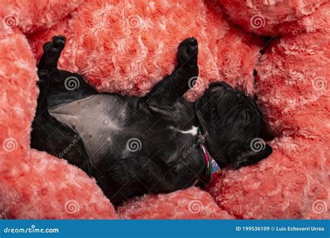 Gorgeous Black French Bulldog Puppy Sleeping Stock Image - Image of ...