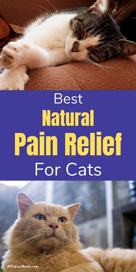 Natural pain relief for cats – Artofit