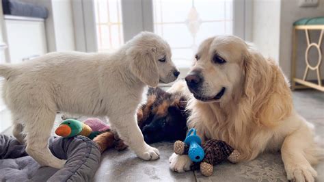 Golden Retriever Loves Playing with Puppies - YouTube