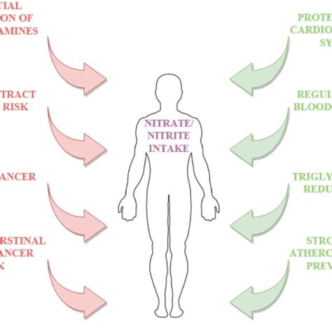 Adverse effects and benefits of dietary nitrites/nitrates. | Download ...