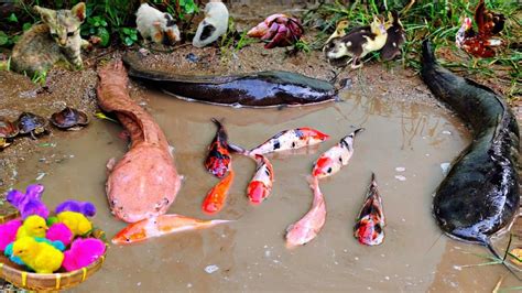 Menangkap Ikan Warna-Warni,Ikan Koi,Ikan Komet,Ikan Mas Koki,Ayam Warna ...