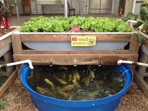 Crayfish Aquaponic System ~ landscape design photos