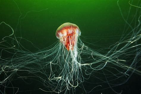 Biggest Jellyfish On Earth - The Earth Images Revimage.Org