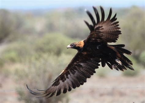 Richard Waring's Birds of Australia: Wedge-tailed Eagles photo bonanza