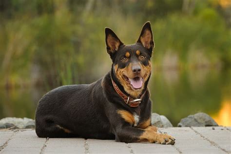 Australian kelpie: Dog breed characteristics & care