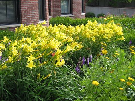 Online Plant Guide - Hemerocallis fulva / Daylily