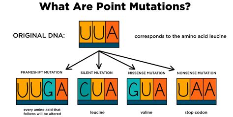 Point Mutation — Definition & Types - Expii