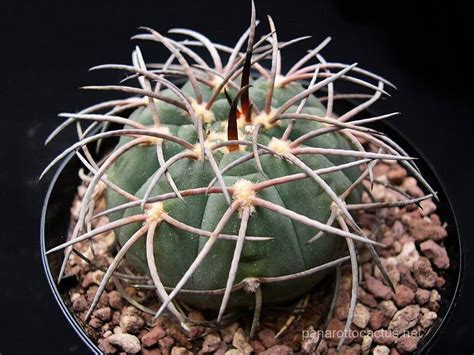 gymno spegazzini var. major Cactus Decor, Terrarium, Galore, Gardening ...