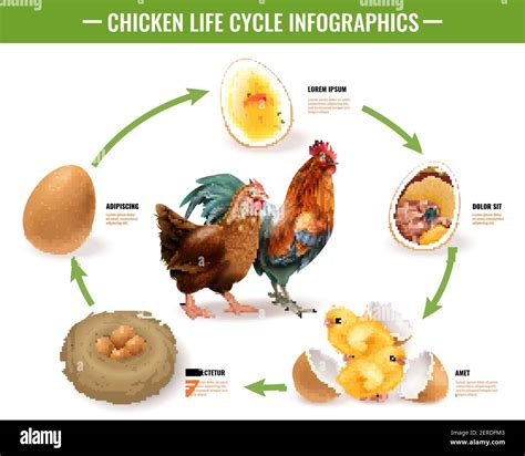 26 best ideas for coloring | Chick Hatching Chart