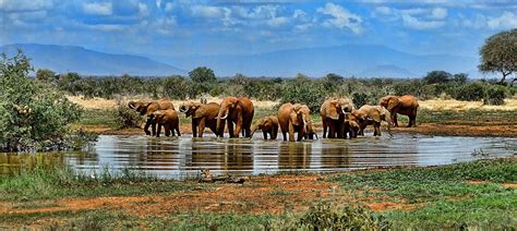 Free Image on Pixabay - Elephants, Watering Hole, Safari | Africa ...