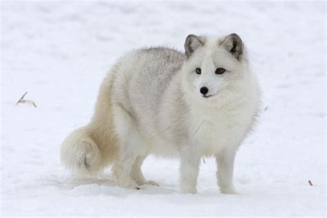 Arctic Fox | Animals Wiki | Fandom