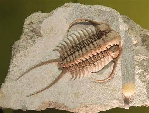 Facts about everyone's favorite fossils: Trilobites