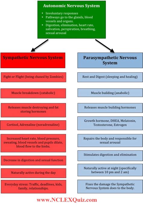 Parasympathetic And Sympathetic Nervous System Chart