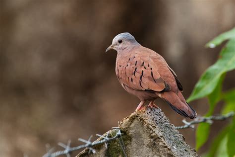 Ruddy Ground Dove (Columbina talpacoti) - male | Altiplano L… | Flickr