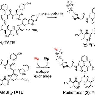 Comparison of Some Octreotide and Octreotate Derivatives | Download Table