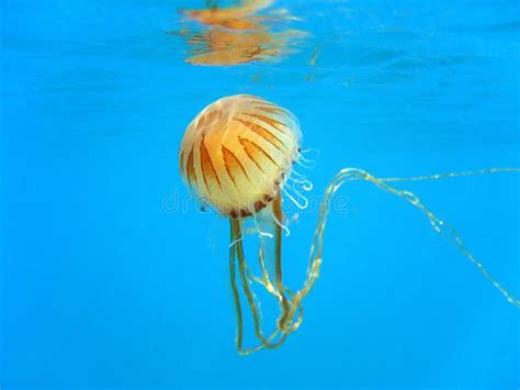 Jellyfish Chrysaora Hysoscella Stock Photo - Image of jelly, animal ...