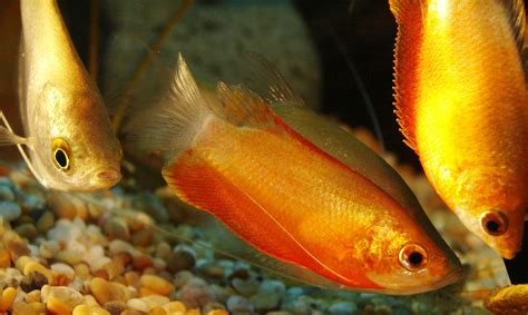 The Ultimate Honey Gourami Care Guide | Fishkeeping Advice