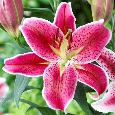 Lilies: How to Plant, Grow, and Care for Lily Flowers | The Old Farmer ...