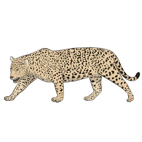 Jaguar Animal Drawing Face