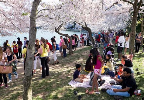 Cherry Blossom Festival 2025 Washington DC