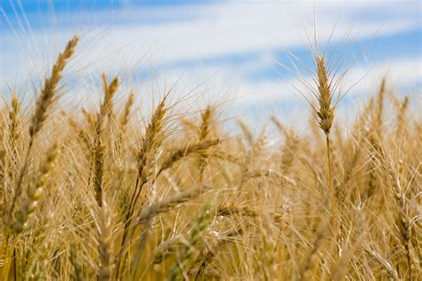 Dry Wheat Farm Wallpaper,HD Nature Wallpapers,4k Wallpapers,Images ...