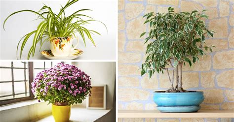 11 Best Indoor Air Purifying Plants Anyone Can Grow | Whole New Mom