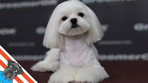 How to groom a dog Maltese? - Dog grooming cute - YouTube