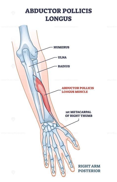 Abductor pollicis longus muscle with hand and arm skeleton outline ...