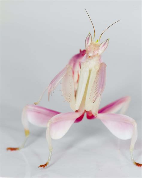 Secrets of the orchid mantis revealed – it doesn't mimic an orchid ...