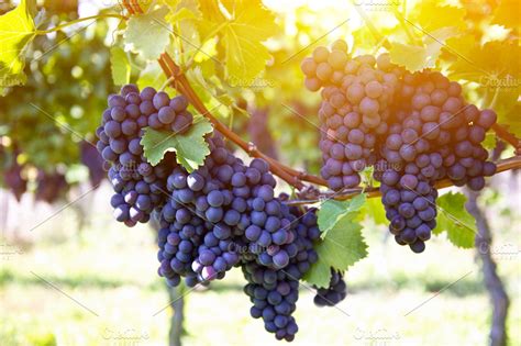 Red grapes on the vine by sunset | Nature Stock Photos ~ Creative Market