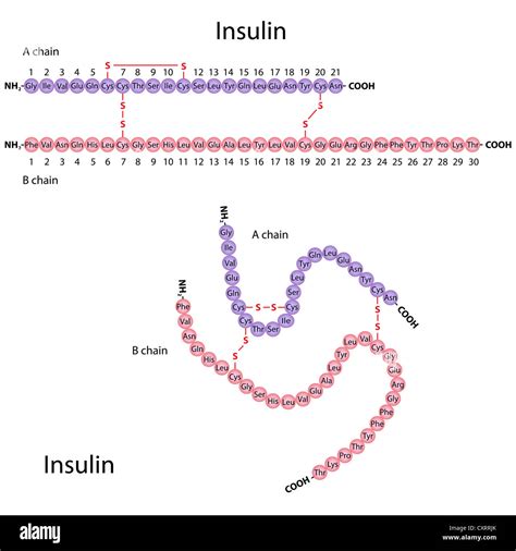 Structure of human insulin, two different presentations Stock Photo - Alamy