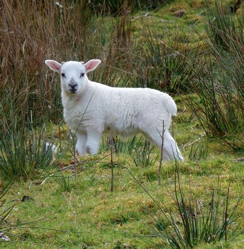 Babydoll Sheep Baby Delight: A Comprehensive Guide