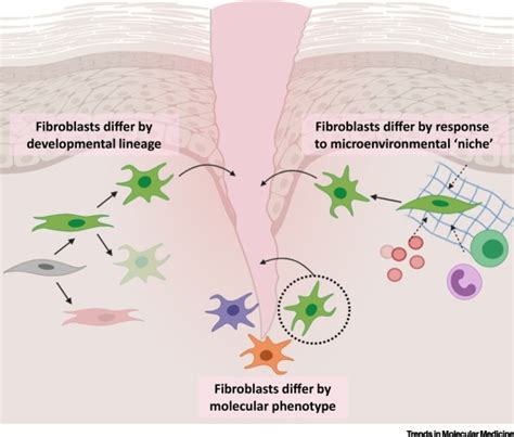 Fibroblast Heterogeneity in Wound Healing: Hurdles to Clinical ...